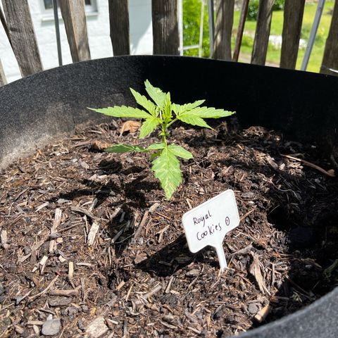 Royal Cookies Automatic growlog timeline photo