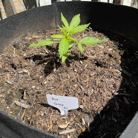 Blue Cheese growlog timeline photo