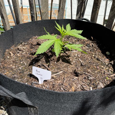 Blue Cheese growlog timeline photo
