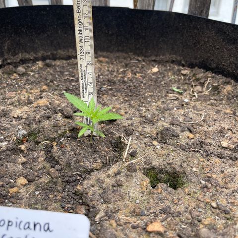 Tropicana Cookies growlog timeline photo