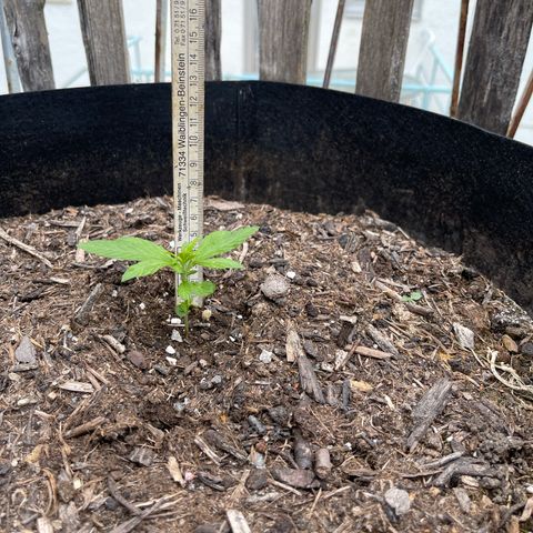 Mac-1 growlog timeline photo