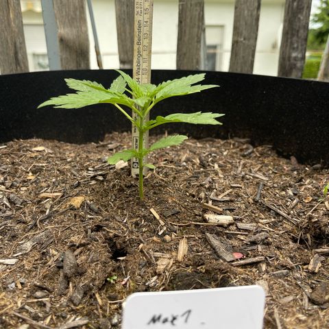 Mac-1 growlog timeline photo