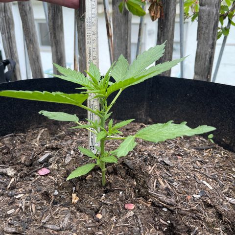 Blue Cheese growlog timeline photo