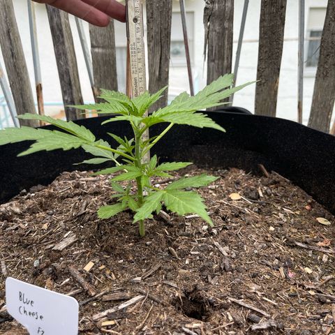 Blue Cheese growlog timeline photo