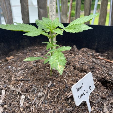 Royal Cookies Automatic growlog timeline photo