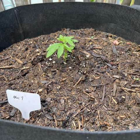 Mac-1 growlog timeline photo
