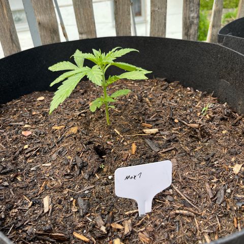 Mac-1 growlog timeline photo
