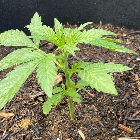 Mac-1 growlog timeline photo