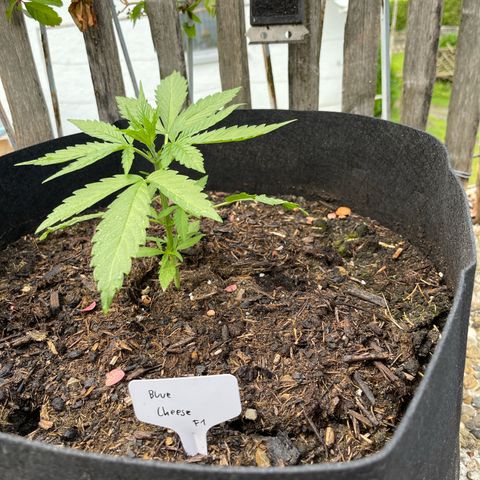 Blue Cheese growlog timeline photo