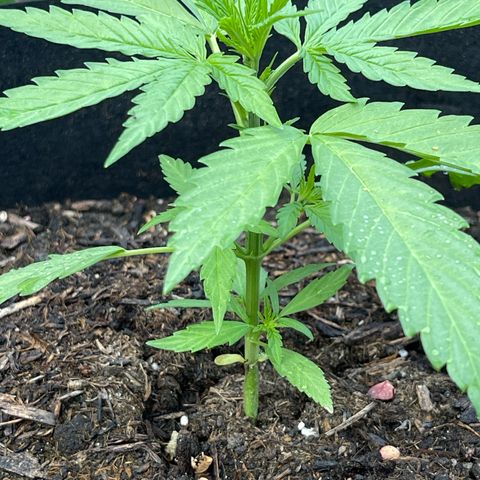 Blue Cheese growlog timeline photo