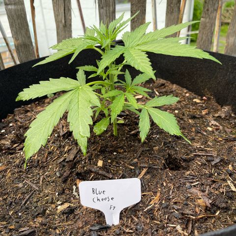 Blue Cheese growlog timeline photo