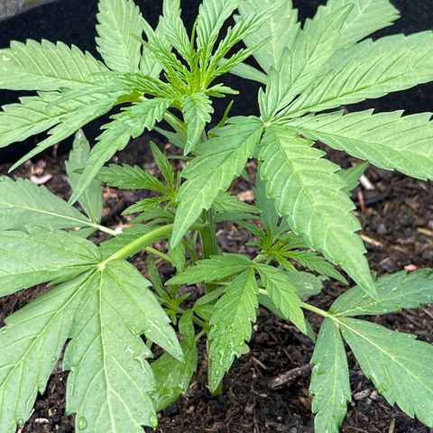 Blue Cheese growlog timeline photo