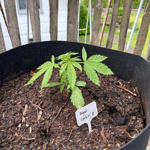 Royal Cookies Automatic growlog timeline photo