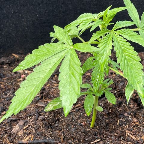 Royal Cookies Automatic growlog timeline photo
