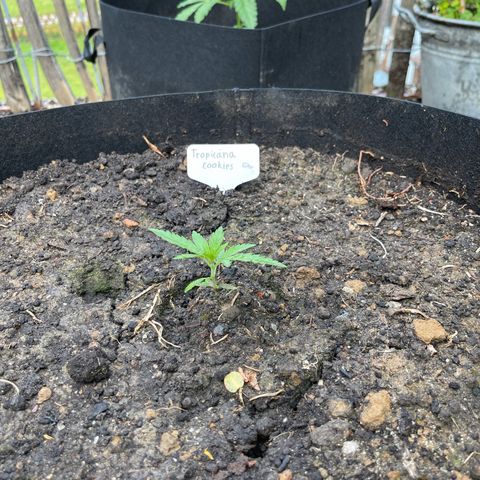 Tropicana Cookies growlog timeline photo