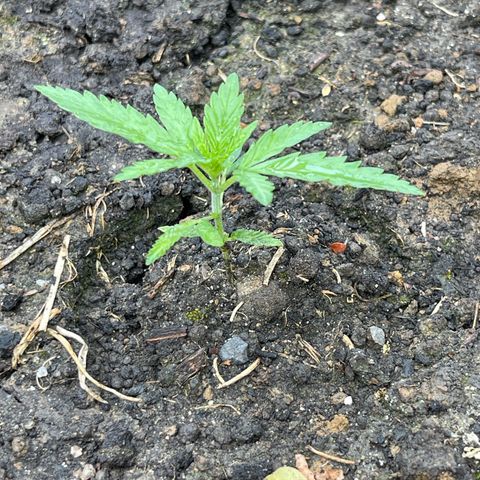 Tropicana Cookies growlog timeline photo