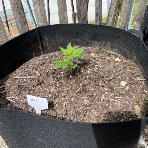 Mac-1 growlog timeline photo