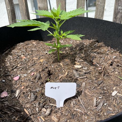 Mac-1 growlog timeline photo