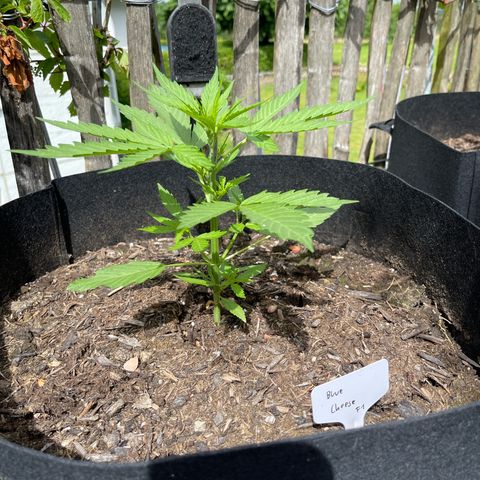 Blue Cheese growlog timeline photo