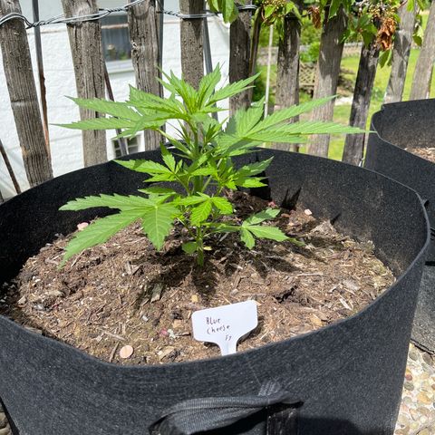 Blue Cheese growlog timeline photo