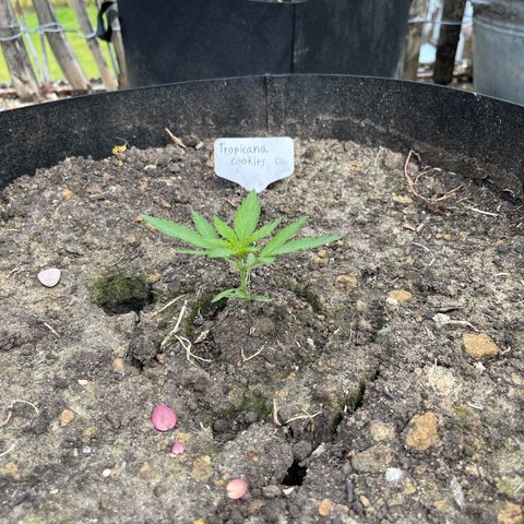 Tropicana Cookies growlog timeline photo