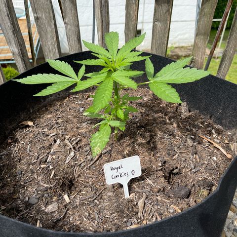 Royal Cookies Automatic growlog timeline photo