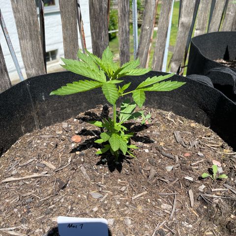 Mac-1 growlog timeline photo