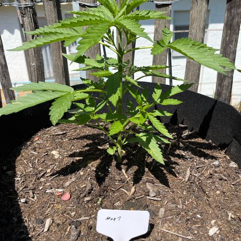 Mac-1 growlog timeline photo