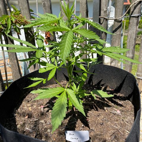 Blue Cheese growlog timeline photo