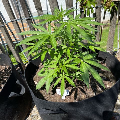 Blue Cheese growlog timeline photo