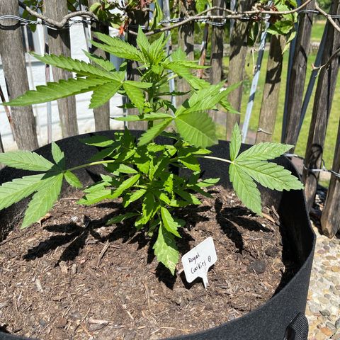 Royal Cookies Automatic growlog timeline photo