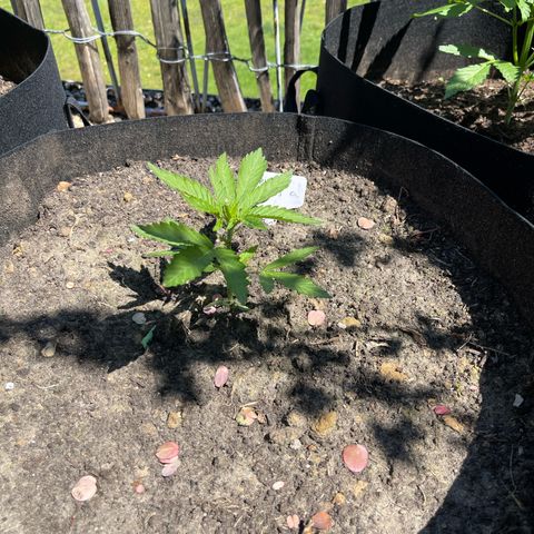 Tropicana Cookies growlog timeline photo