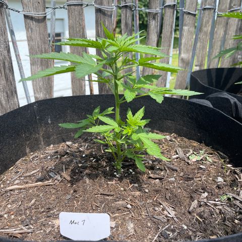 Mac-1 growlog timeline photo