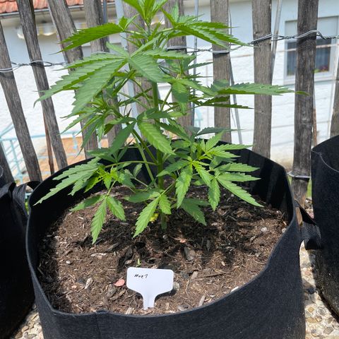 Mac-1 growlog timeline photo