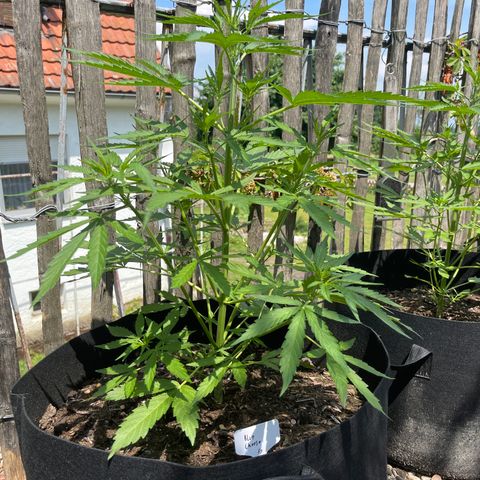 Blue Cheese growlog timeline photo