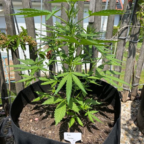 Blue Cheese growlog timeline photo