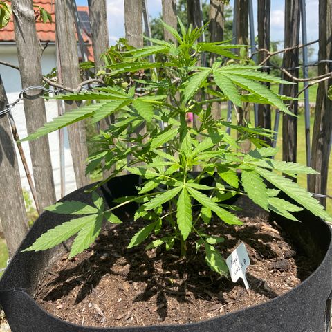 Royal Cookies Automatic growlog timeline photo