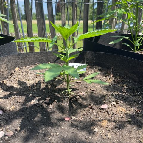 Tropicana Cookies growlog timeline photo