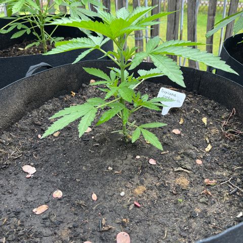 Tropicana Cookies growlog timeline photo