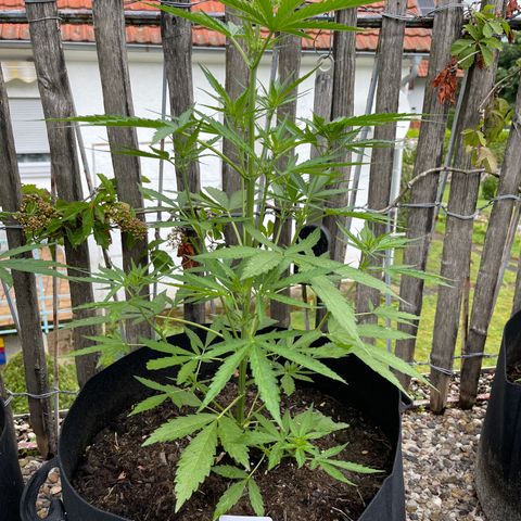Blue Cheese growlog timeline photo