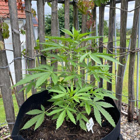 Royal Cookies Automatic growlog timeline photo