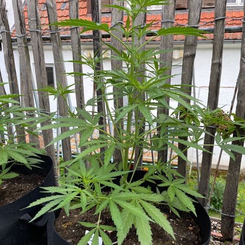 Blue Cheese growlog timeline photo