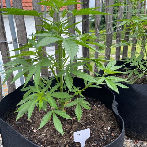 Mac-1 growlog timeline photo