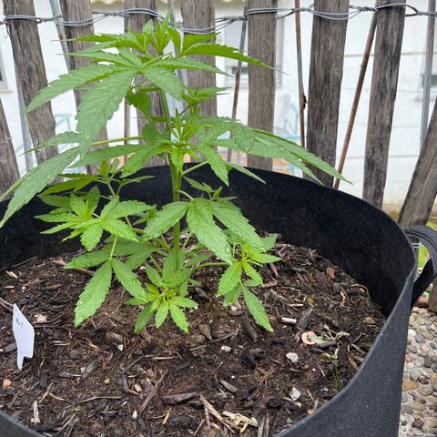 Mac-1 growlog timeline photo