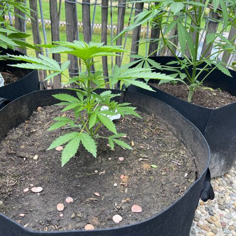 Tropicana Cookies growlog timeline photo