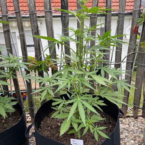 Blue Cheese growlog timeline photo