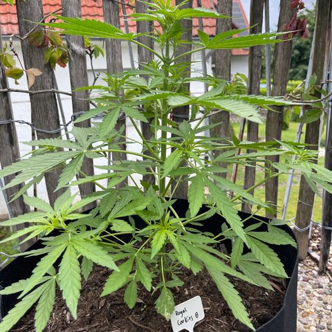 Royal Cookies Automatic growlog timeline photo