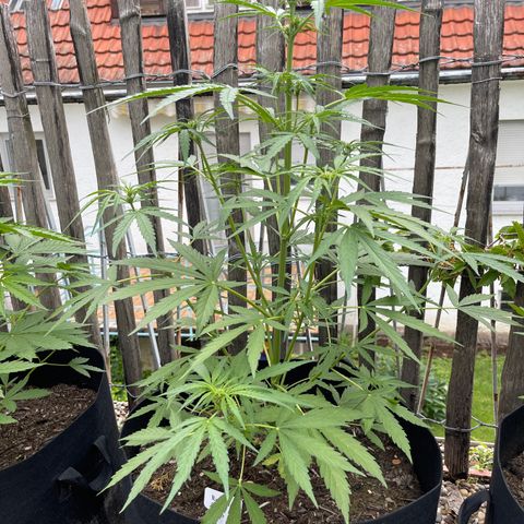 Blue Cheese growlog timeline photo