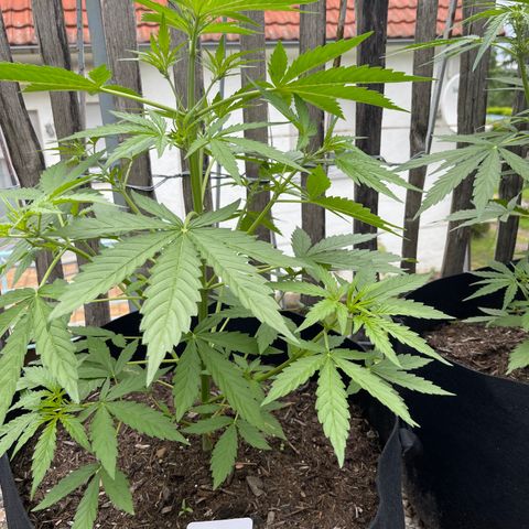 Mac-1 growlog timeline photo