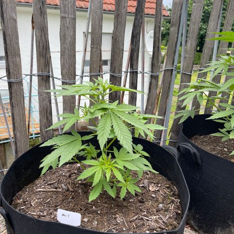 Mac-1 growlog timeline photo